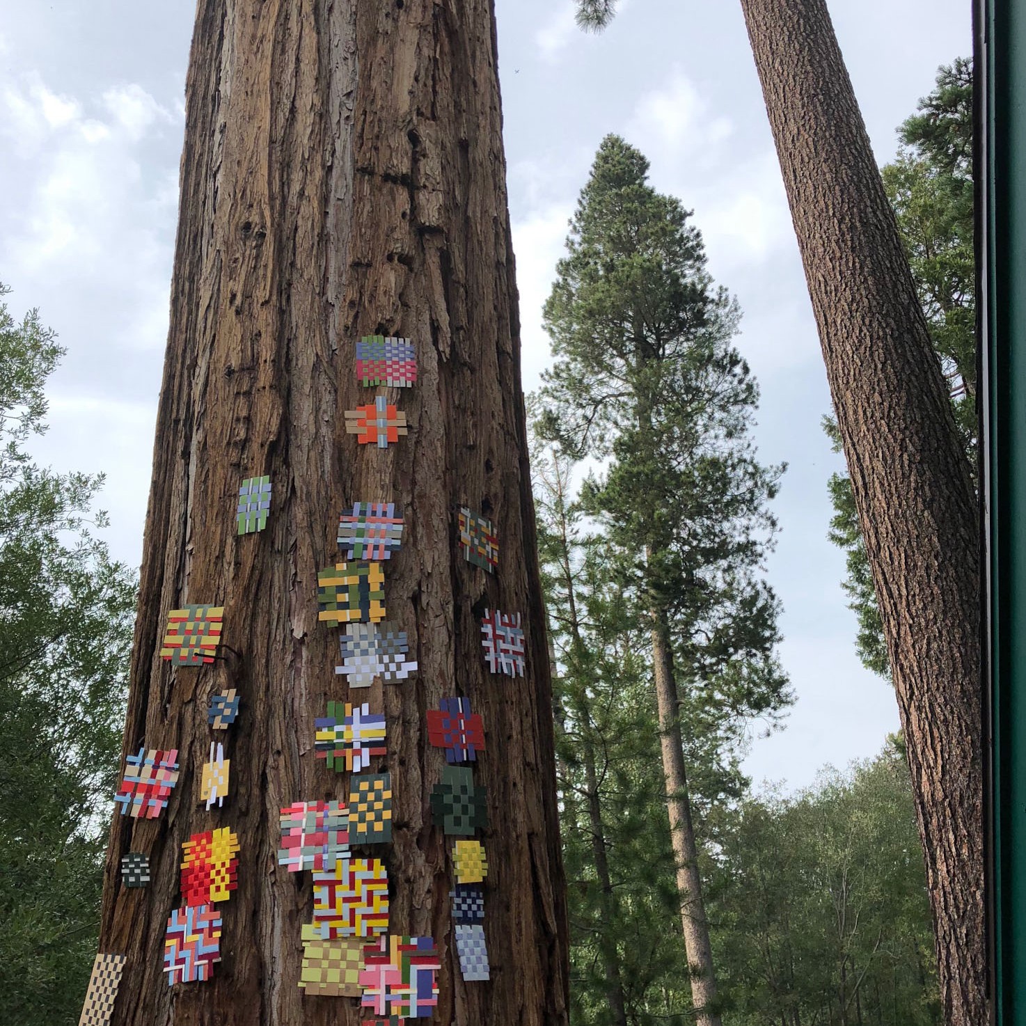 Installation View 1 - 2018 | Found paper on tree | Lake Tahoe, CA