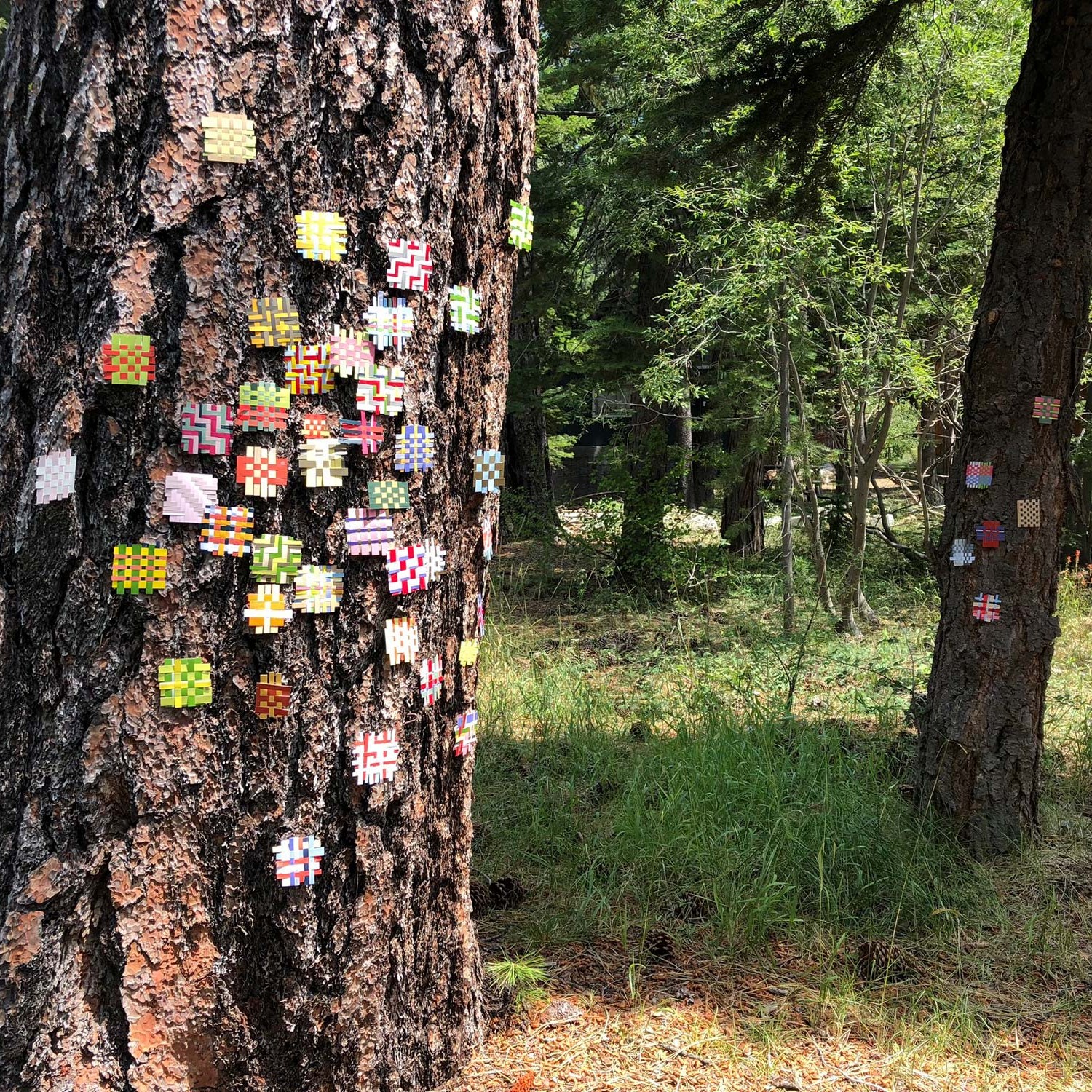 Installation View 2 - 2018 | Found paper on tree | Lake Tahoe, CA