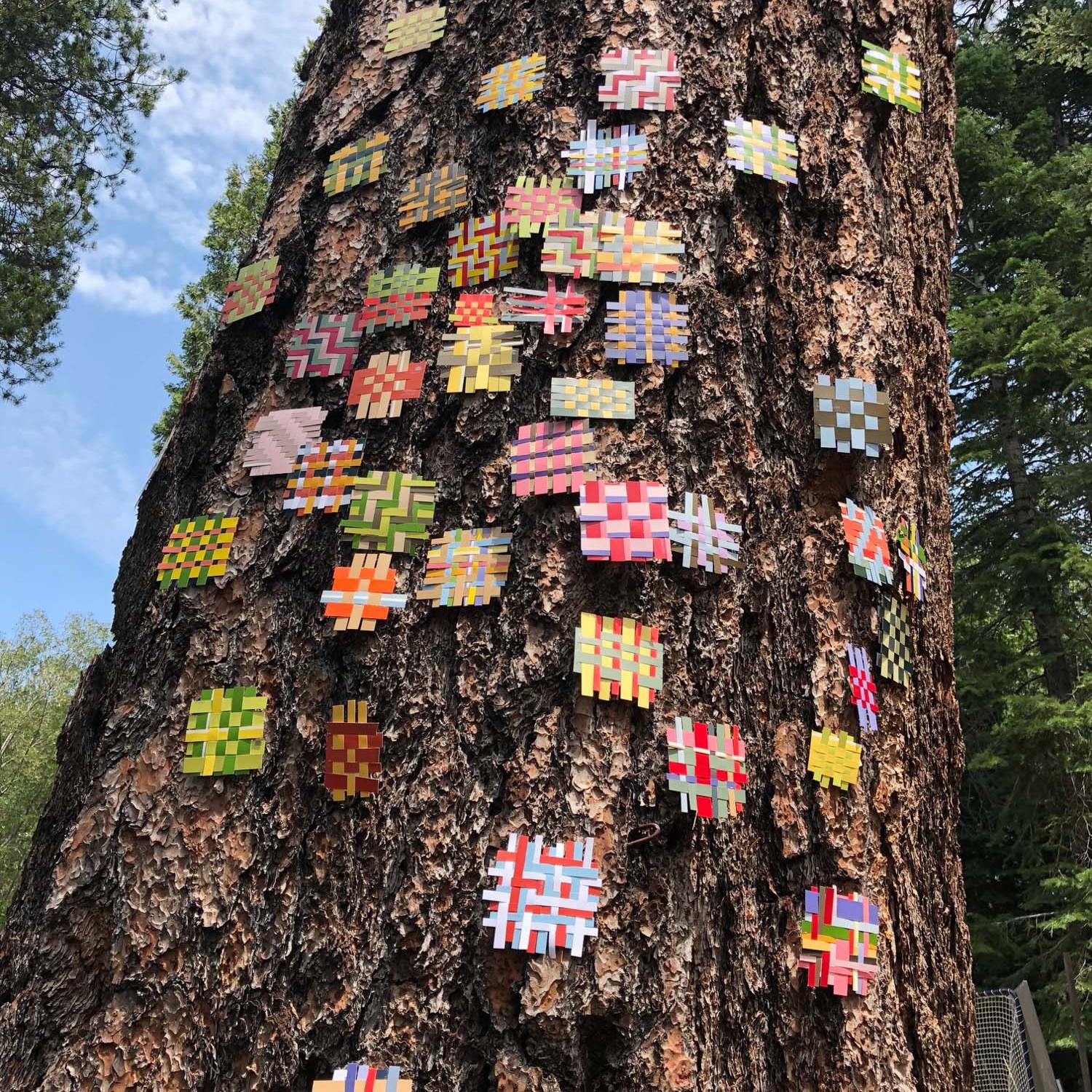 Site Specific Installation - 2018 | Found paper on tree | Lake Tahoe, CA