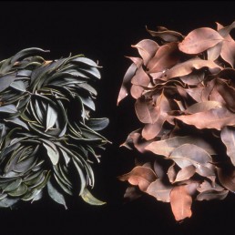 At Birth – 1999 | Leaves and acrylic on two wood panels | 10 x 10 in | Private Collection, Los Angeles, CA